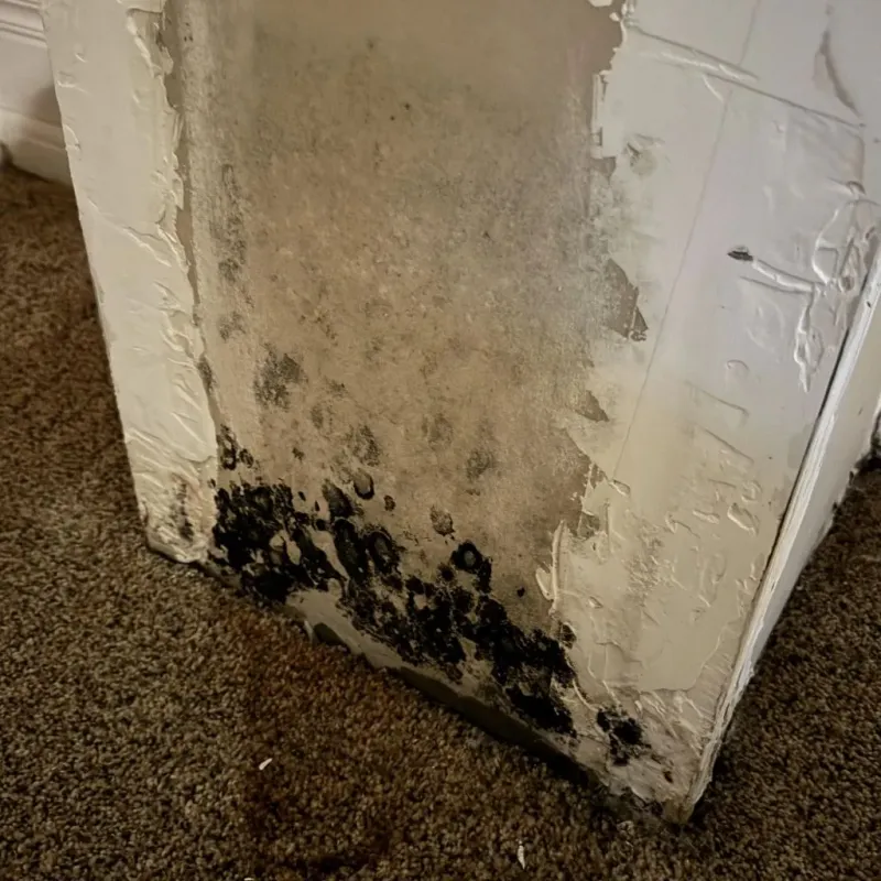 Professional Mold Removal in Midvale, UT